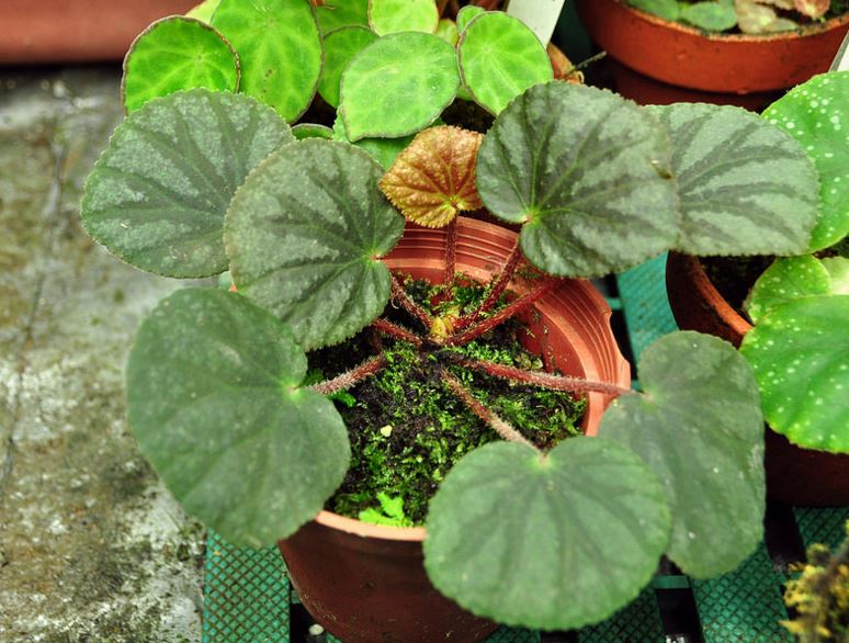 B. austroguangxiensis